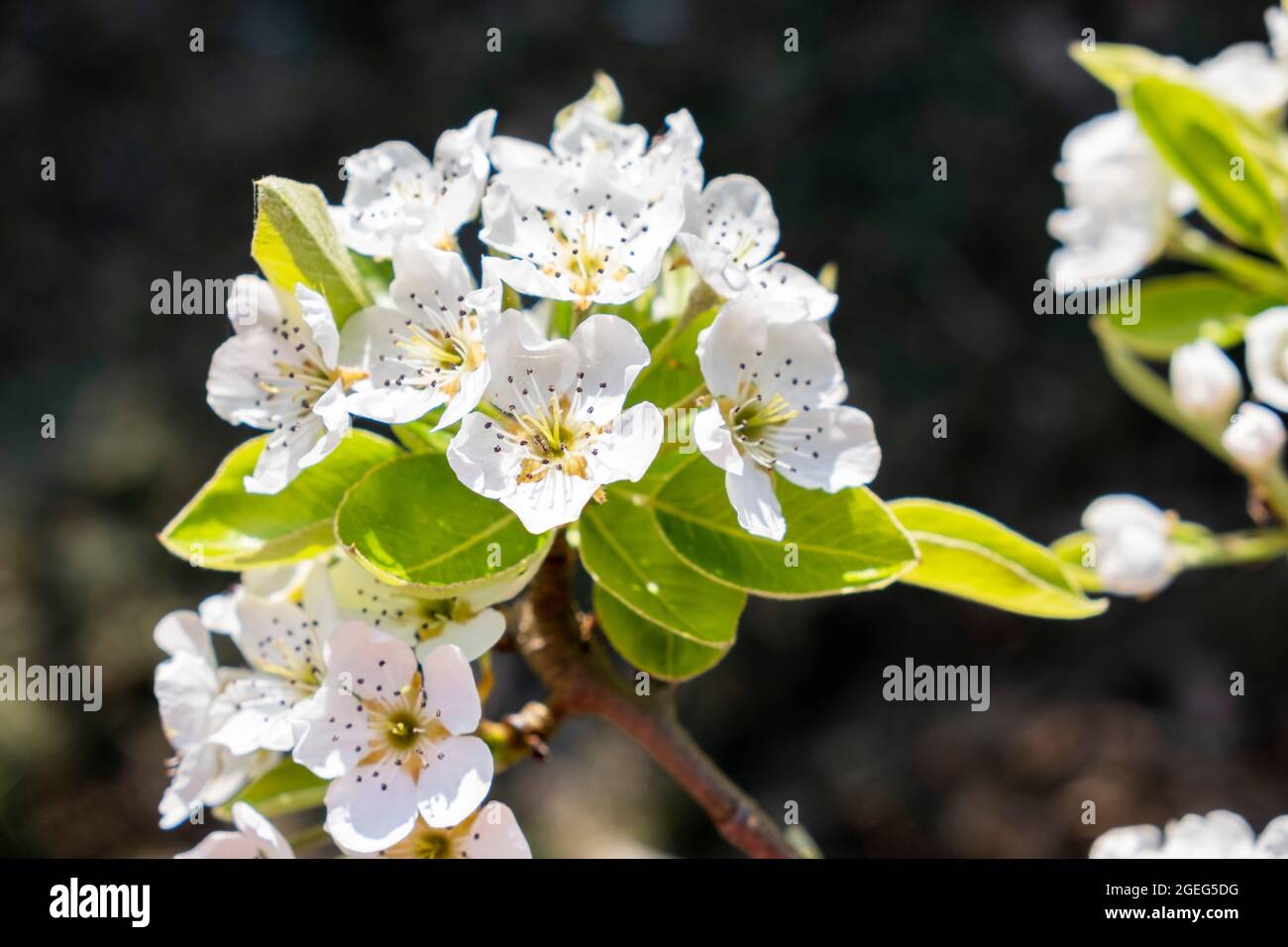 Floraison d'un pommier au printemps : fleurs blanches Banque D'Images