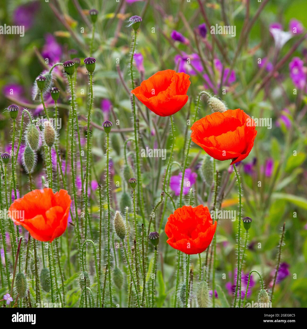 Papaver rhoeas, le coquelicot commun, Édimbourg, Écosse. Banque D'Images