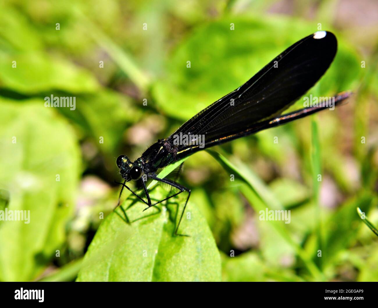 Gros plan d'une libellule noire reposant au soleil sur une feuille de plante dans la forêt. Banque D'Images