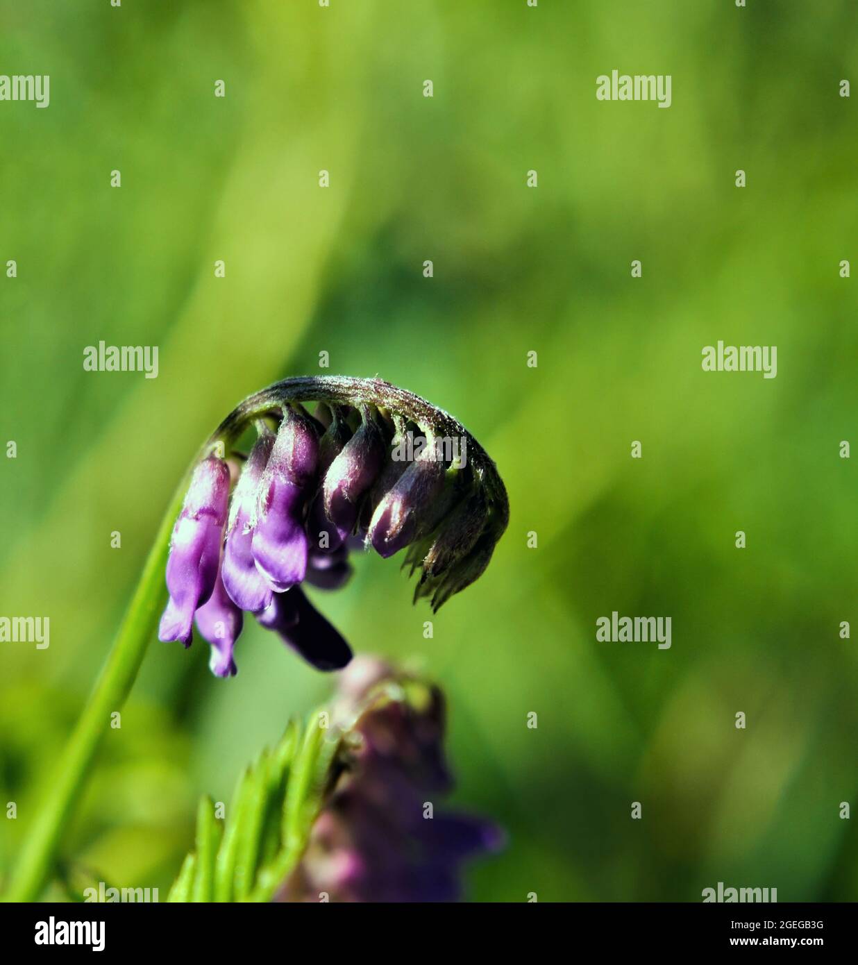 Gros plan des fleurs violettes sur une plante de vetch de vache qui pousse dans un pré avec un fond vert flou Banque D'Images