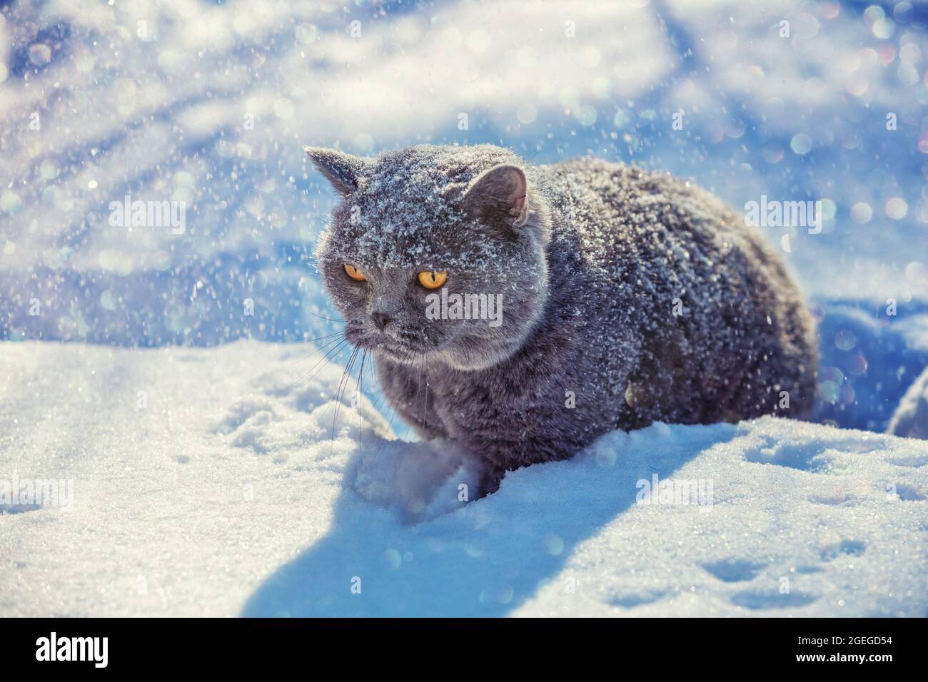 Blue british Shorthair chat assis dans la neige profonde en hiver Banque D'Images