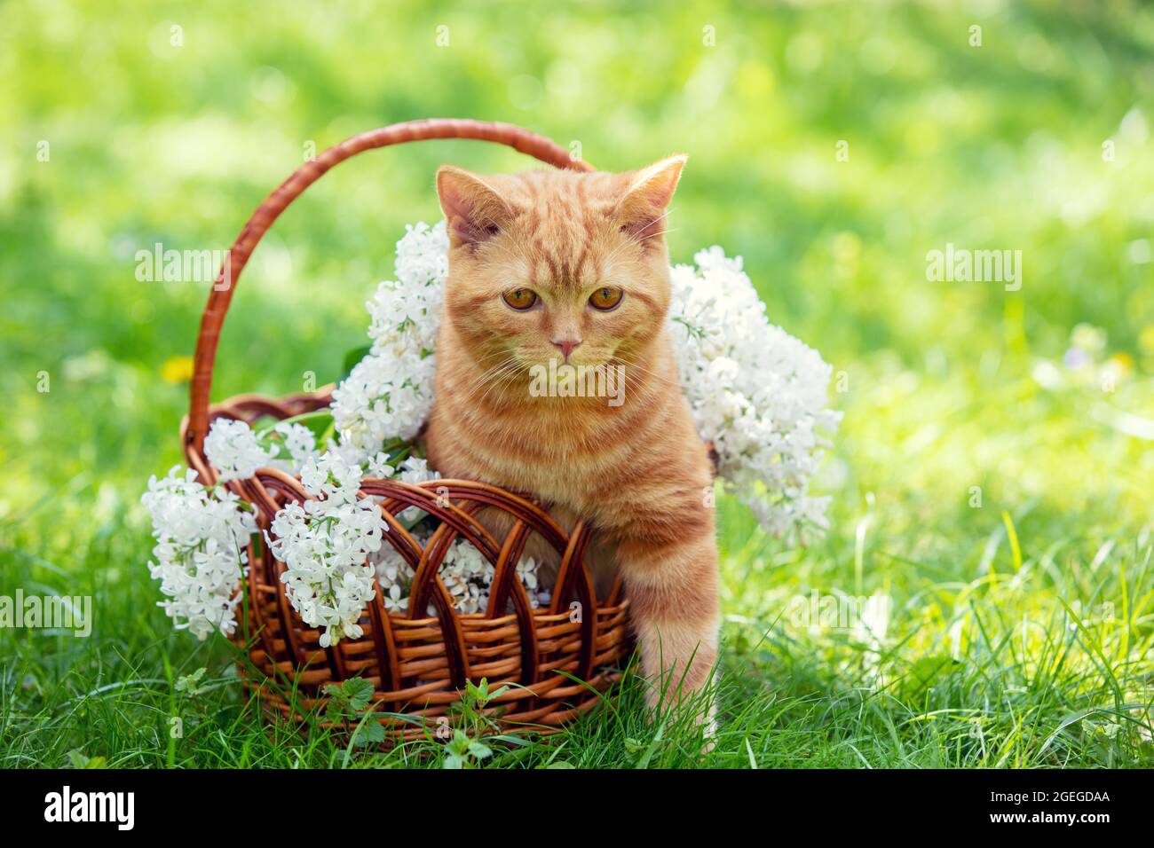 Magnifique portrait printanier d'un chaton rouge dans un panier avec des fleurs de lilas blanc dans le jardin Banque D'Images