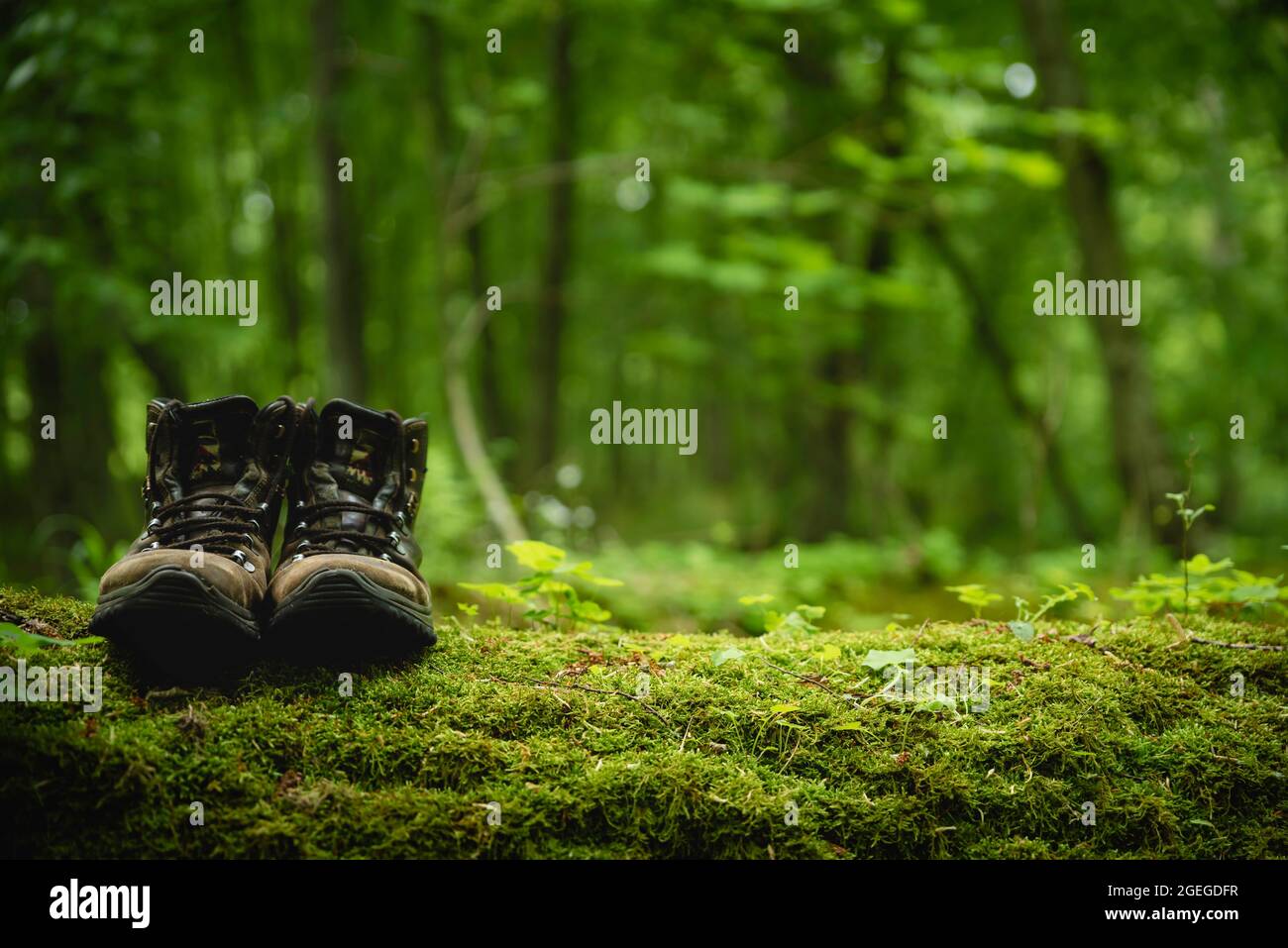 Paire de chaussures de randonnée marron en cuir sur fond flou de forêt verte. Gros plan de bottes de randonnée sur bois de bois couvert de mousse. Aventure en plein air Banque D'Images
