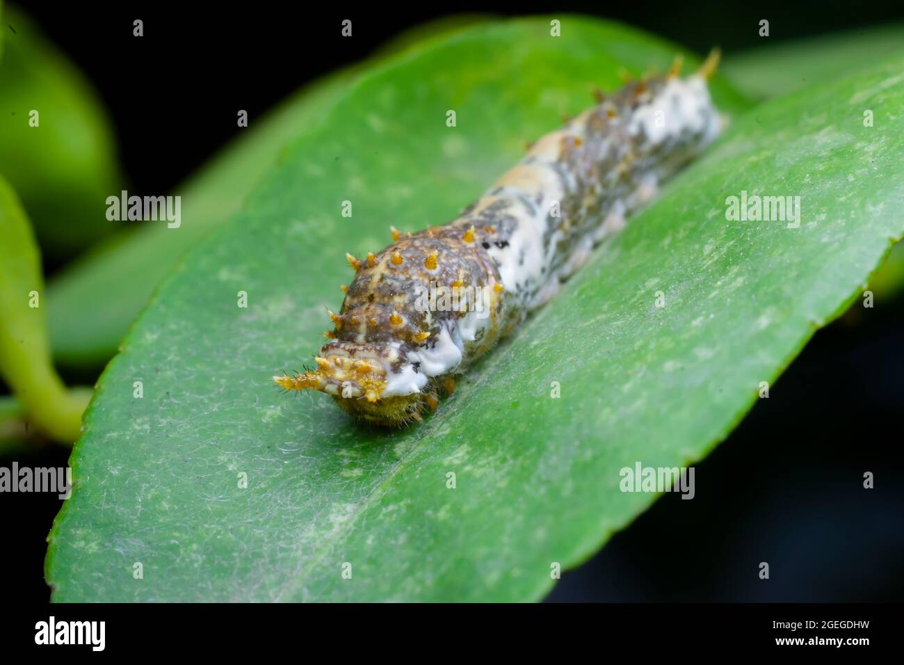 Chenille commune de papillon de lime sur la feuille de plante de citron.Mise au point sélective utilisée.Cette larve papillon aussi connu sous le nom de lime swallowtail. Banque D'Images