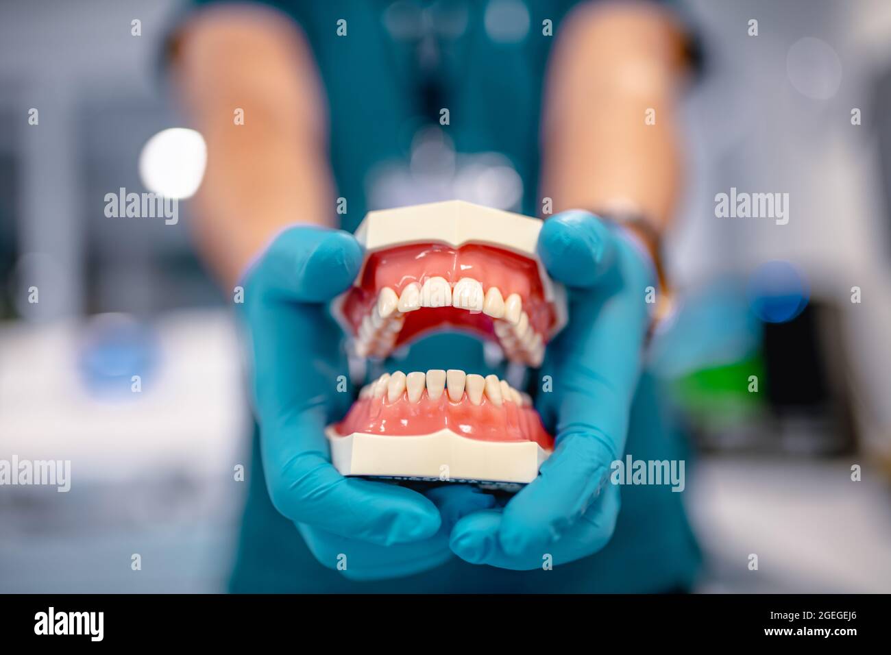 Mâchoire humaine pour la formation dentaire. Gros plan sur un modèle dentaire, dents en plastique blanc dans les mains du médecin dans des gants médicaux bleus. Banque D'Images