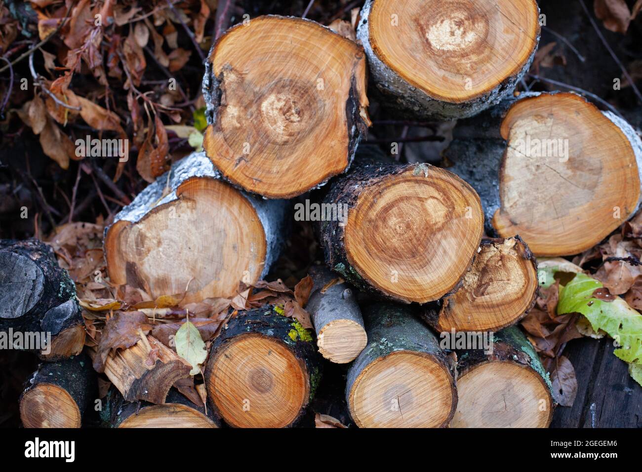 A abattu des arbres et des branches en forêt. Les troncs d'arbres sciés se reposent l'un sur l'autre, sur un fond de bois d'automne humide ou de grumes Banque D'Images