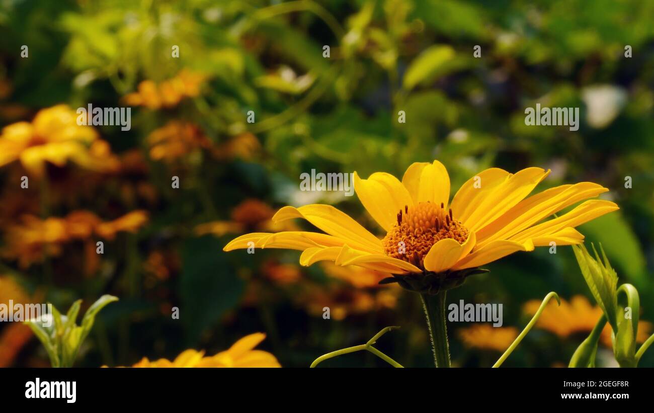 Gros plan de la fleur jaune sur une plante de tournesol à œilleton. Banque D'Images