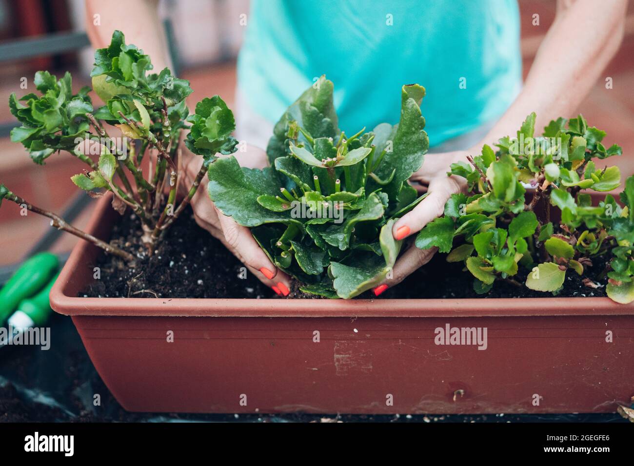 femme semant une plante dans un pot rectangulaire Banque D'Images