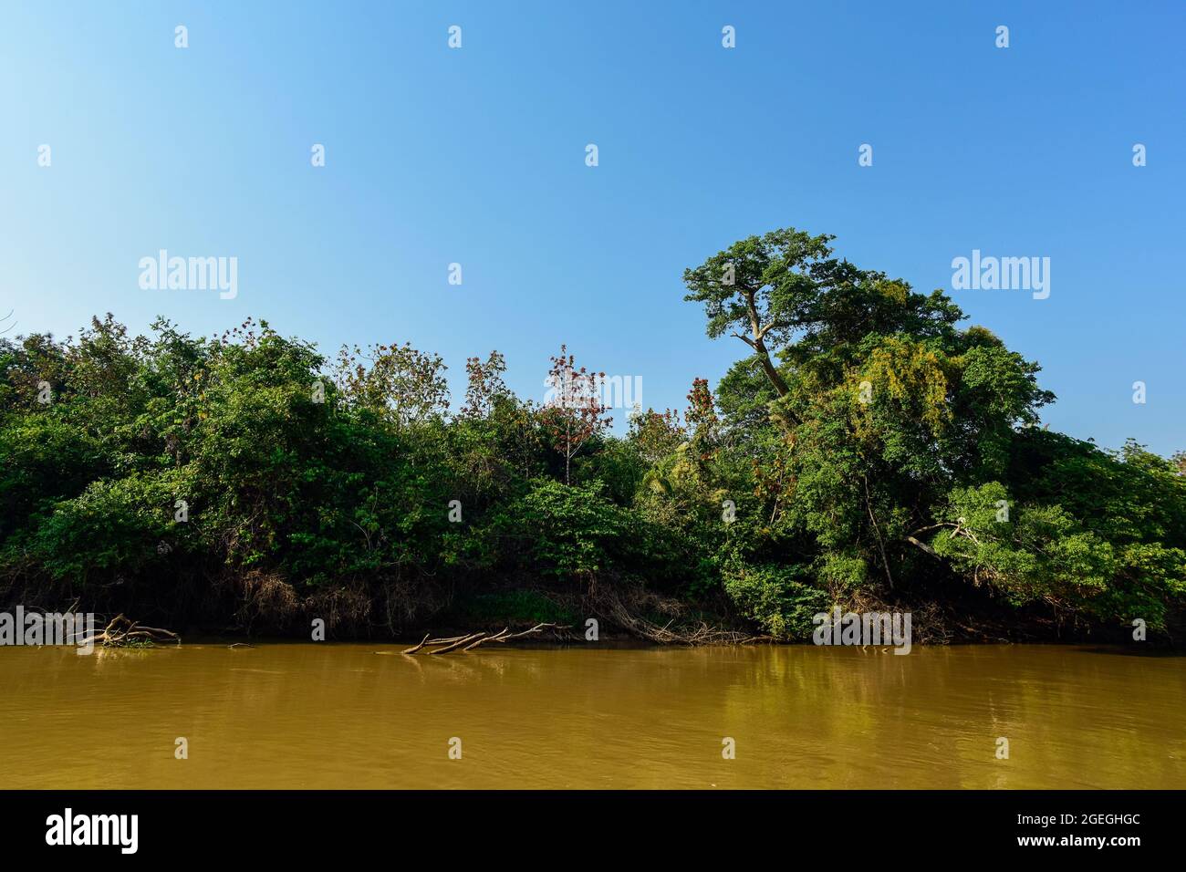 Paysage fluvial de Cuiabá, Forêt du Pantanal , Mato grosso, Brésil Banque D'Images