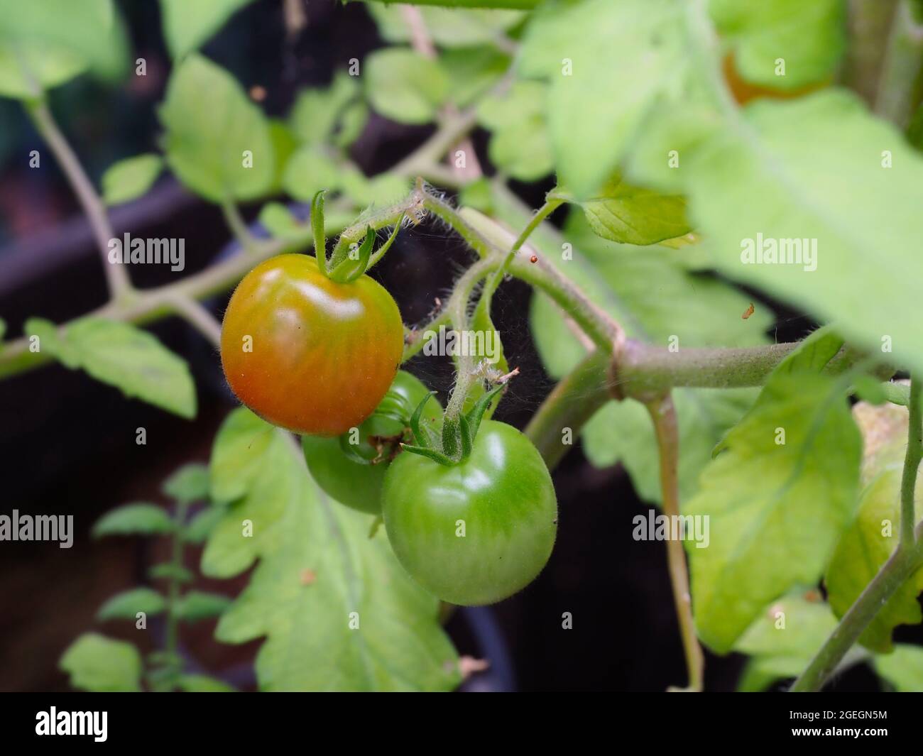 Gros plan de quelques tomates poussant deux vert et une mûrissant à rouge Banque D'Images