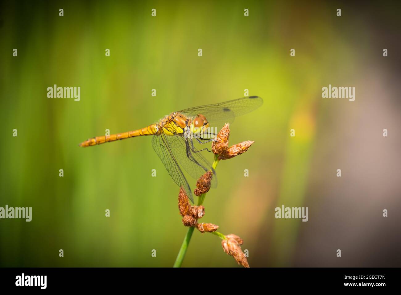 Libellule verdâtre sur une plante de mauvaise herbe sur fond vert Banque D'Images