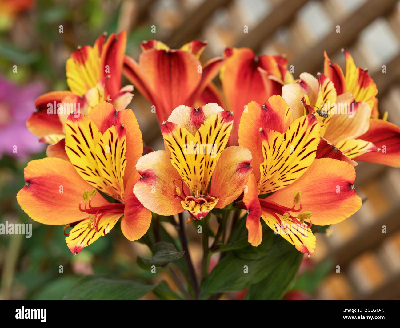 Nénuphars péruviens orange vif et jaune fleuris dans un jardin Banque D'Images