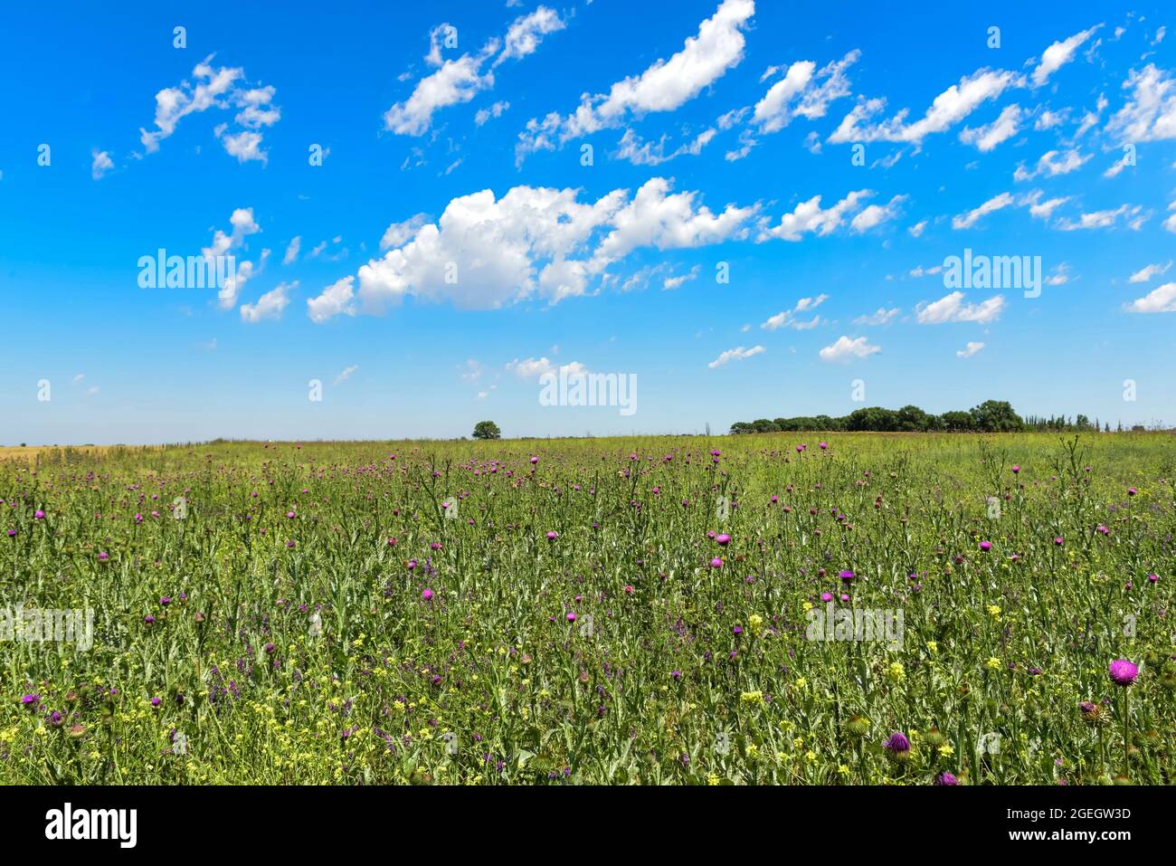 Champ fleuri en été, dans la plaine de Pampas, province de la Pampa, Patagonie, Argentine. Banque D'Images