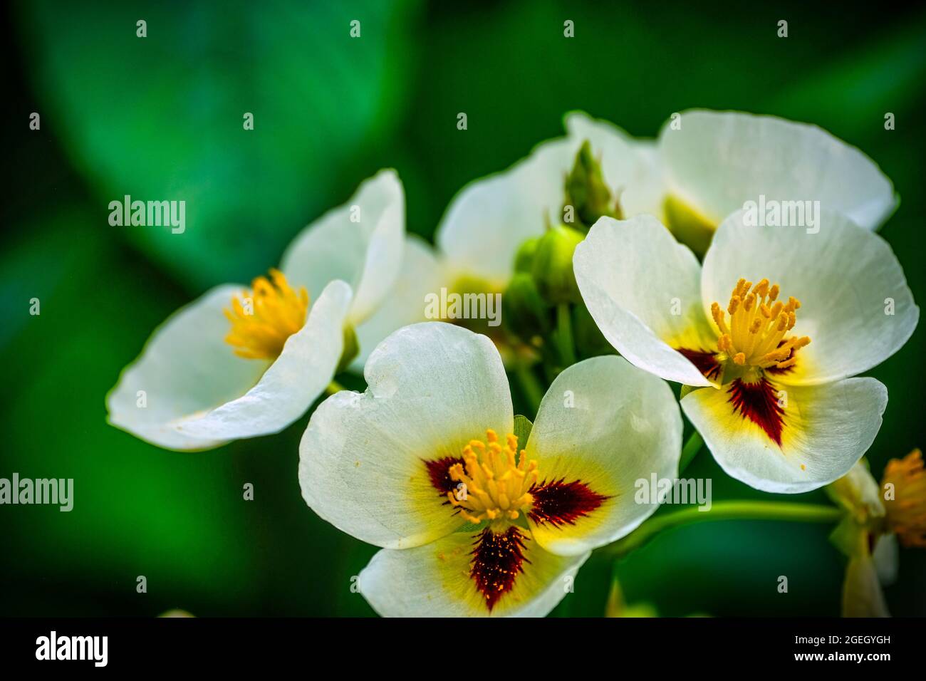 Fleurs blanches, jaunes et rouge foncé sur fond vert Banque D'Images