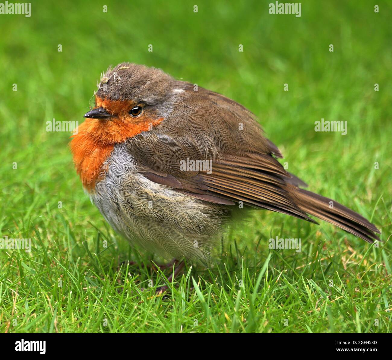 Un jeune Robin européen ou anglais était assis sur la pelouse (erithacus Rubecula) Banque D'Images