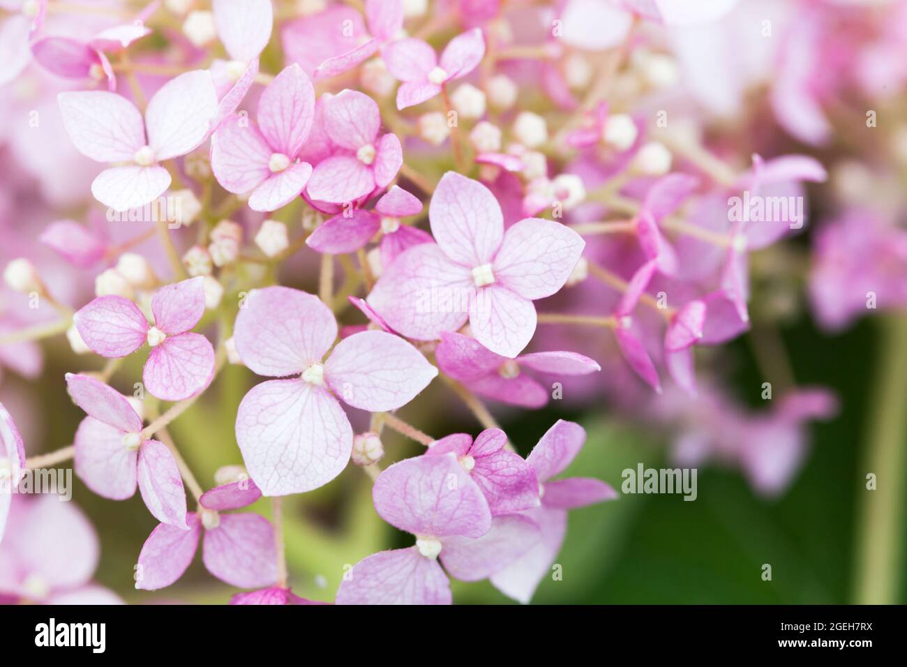 Hydrangea en fleur, fleurs roses sur fond flou, photo macro avec mise au point douce sélective Banque D'Images