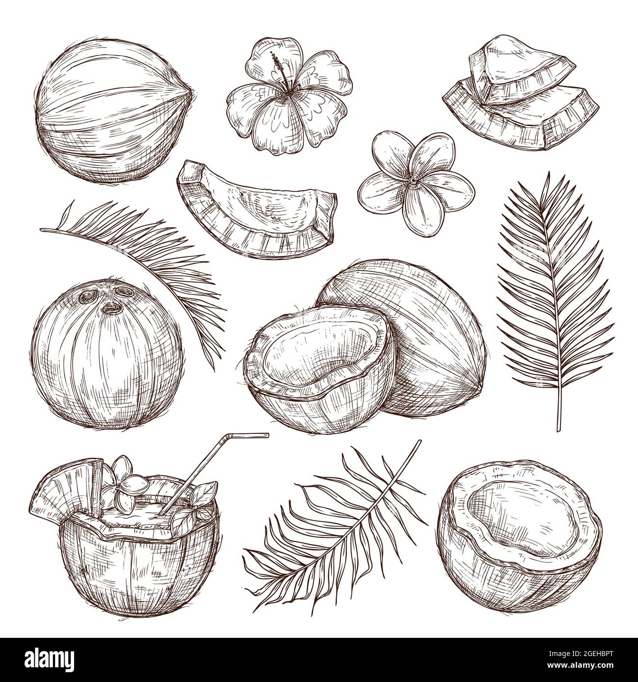 Esquisse De Noix De Coco Dessin Nature Noix Exotiques Dessinees A La Main Isole Savoureux Coco Cru Feuilles Tropicales De Palmier Plage Ensemble De Vecteur Exact Image Vectorielle Stock Alamy Esquisse De Noix De Coco Dessin Nature Noix Exotiques Dessinees A La Main Isole Savoureux Coco Cru Feuilles Tropicales De Palmier Plage Ensemble De Vecteur Exact Image Vectorielle Stock Alamy