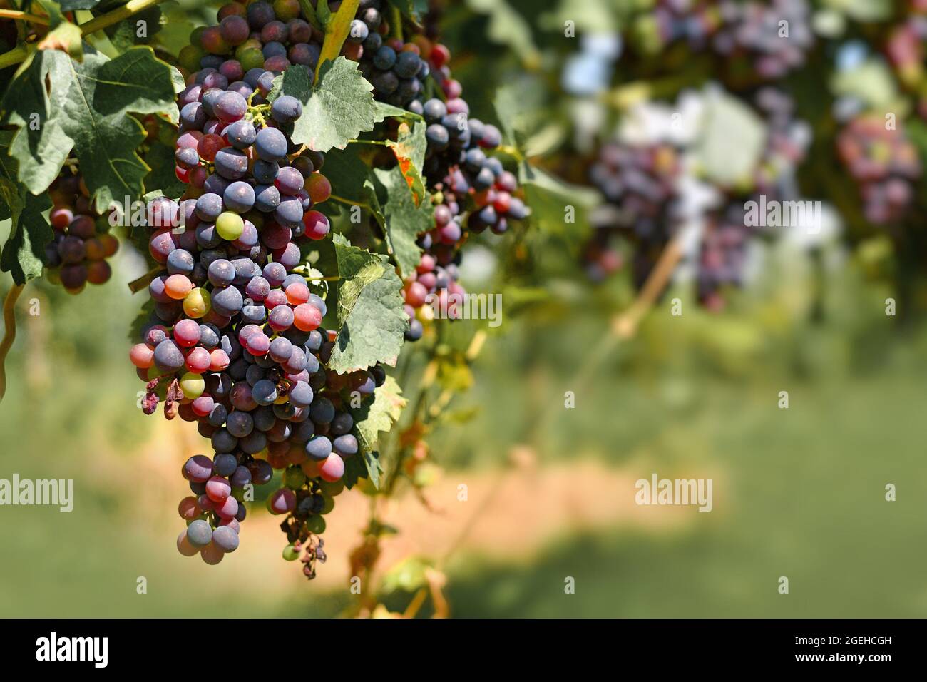 Bouquet de petits raisins de vin rouge dans le vignoble Banque D'Images