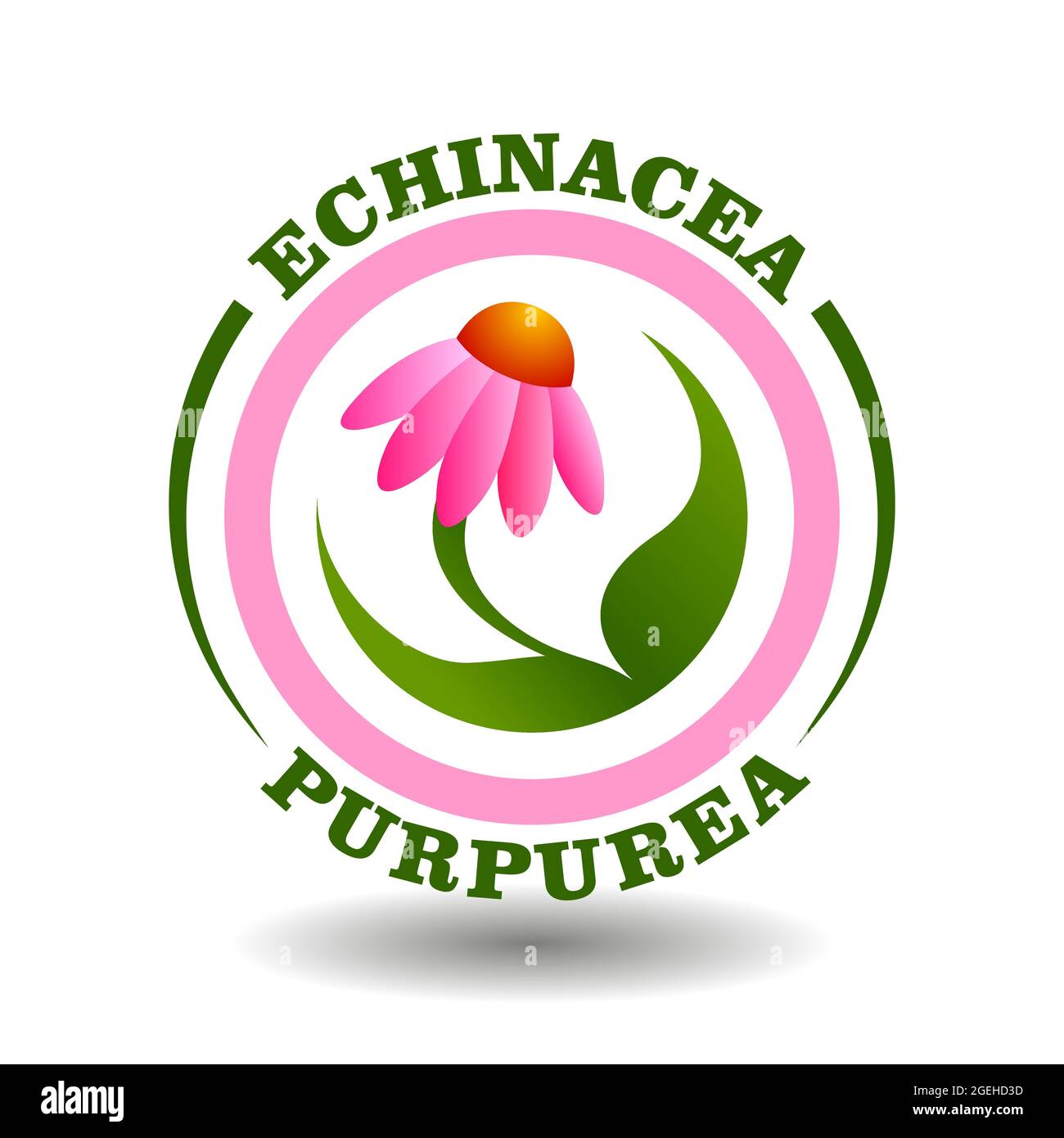 Logo à cercle vectoriel Echinacea Purpurea avec symbole de fleur de pâquerette violet sur un pictogramme rond pour le panneau de cosmétiques biologiques, étiquettes d'étiquetage des aliments naturels et au Illustration de Vecteur