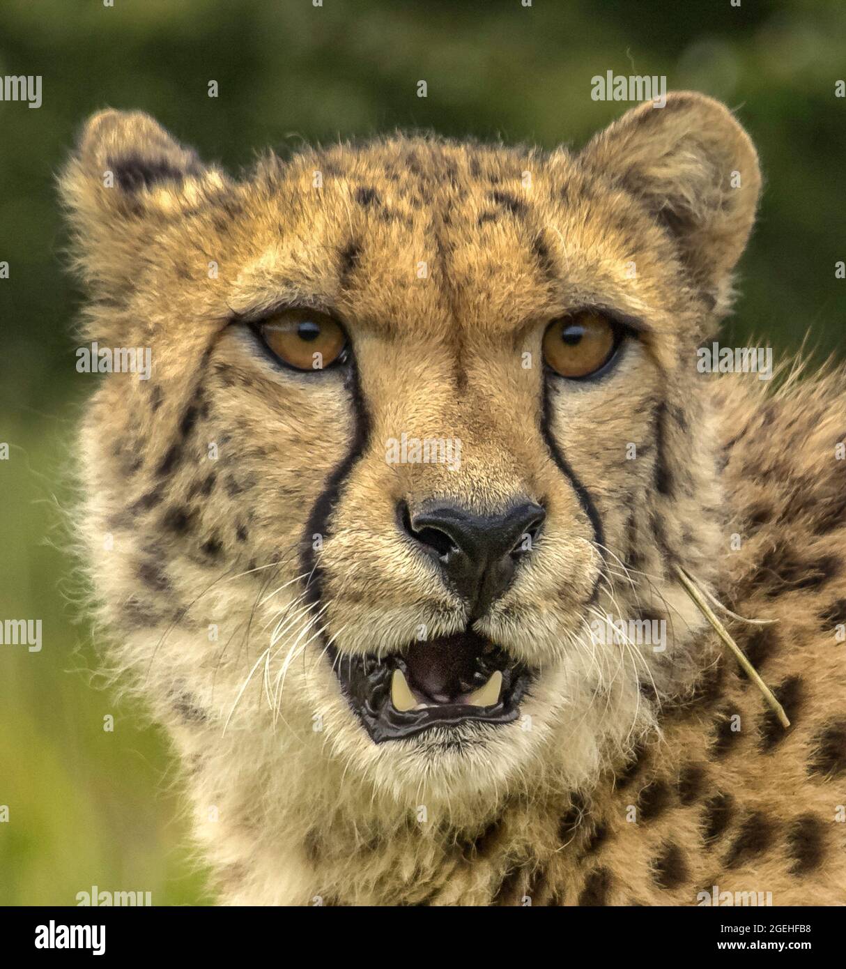 Cheetah (Acinonyx jubatus) portrait de face en gros plan. Banque D'Images