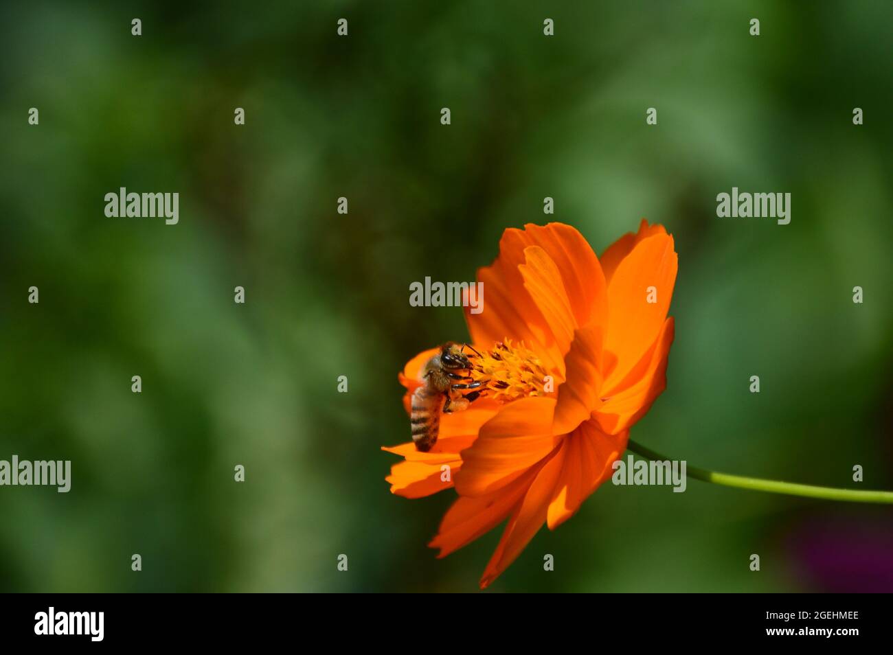 Abeille sur orange cosmo Banque D'Images
