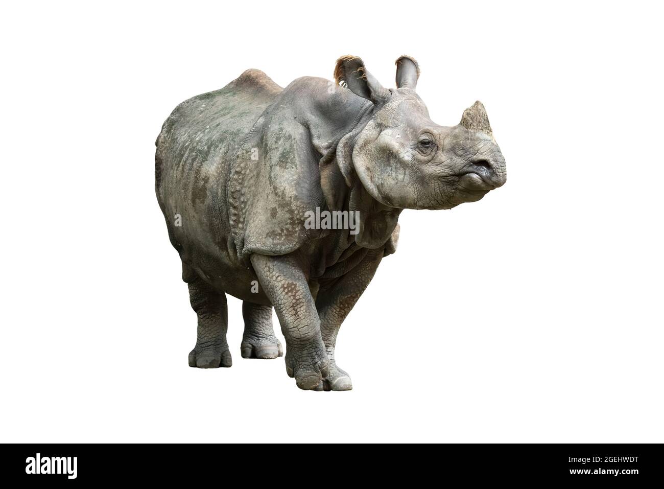 Rhinocéros indiens debout et regardant dans une distance isolée sur fond blanc Banque D'Images