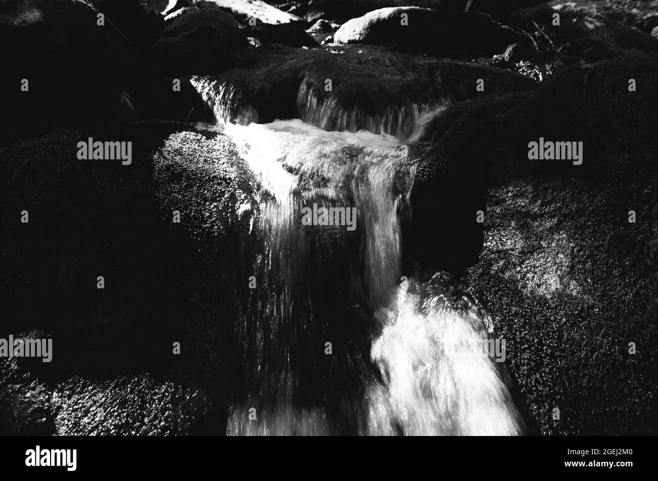 Une petite cascade dans un ruisseau forestier dans les Berkshires du Massachusetts. L'eau coule sur des rochers recouverts de mousse. La photo est en noir et blanc. Banque D'Images