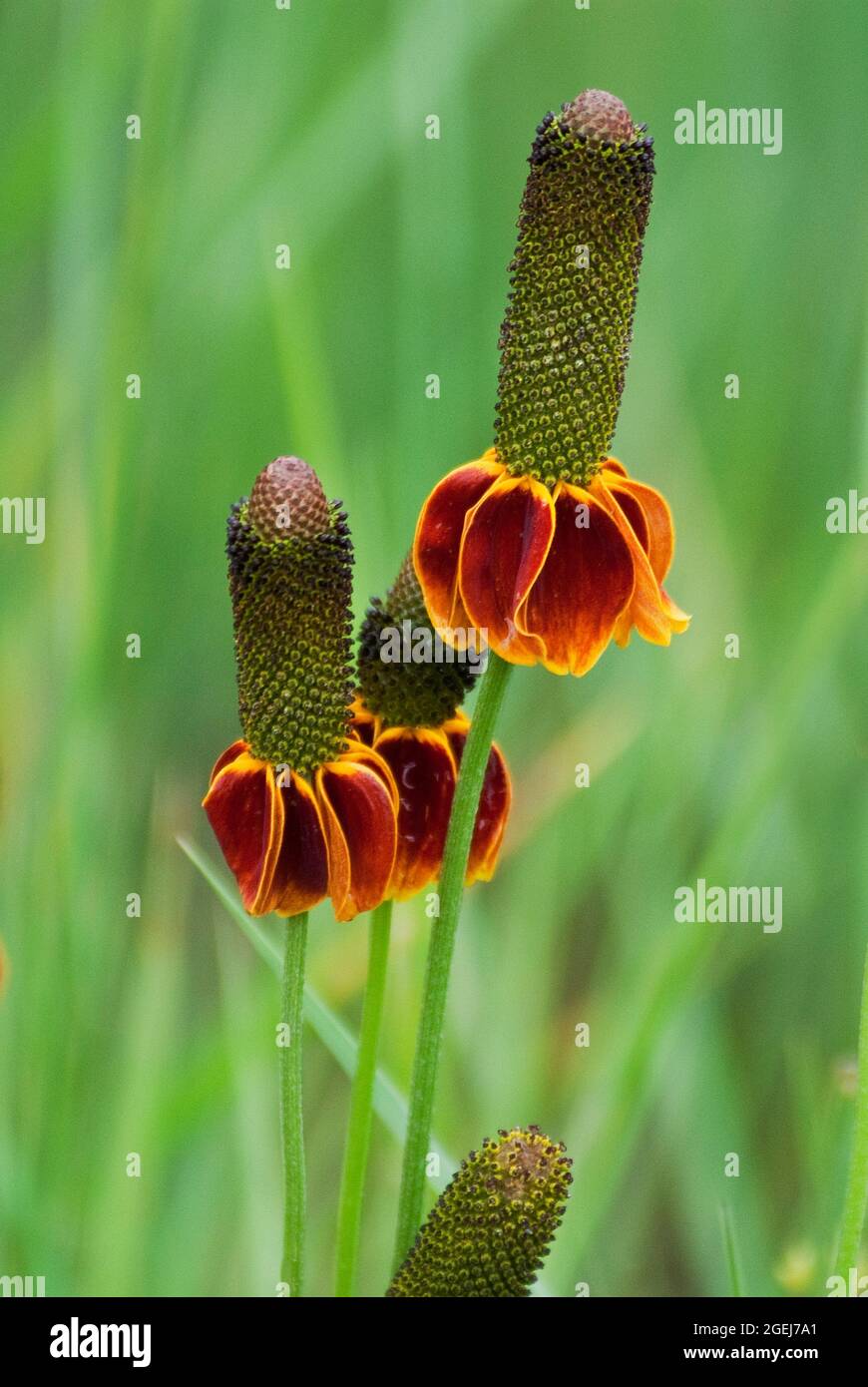 Chapeau mexicain, Ratibida columnifera, Arboretum, Flagstaff, Arizona, ÉTATS-UNIS Banque D'Images