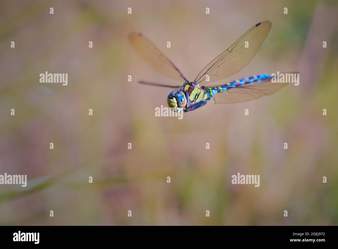 Southern Hawker en vol, Aeshna cyanoa, libellule mâle volant, gros plan/macro Banque D'Images