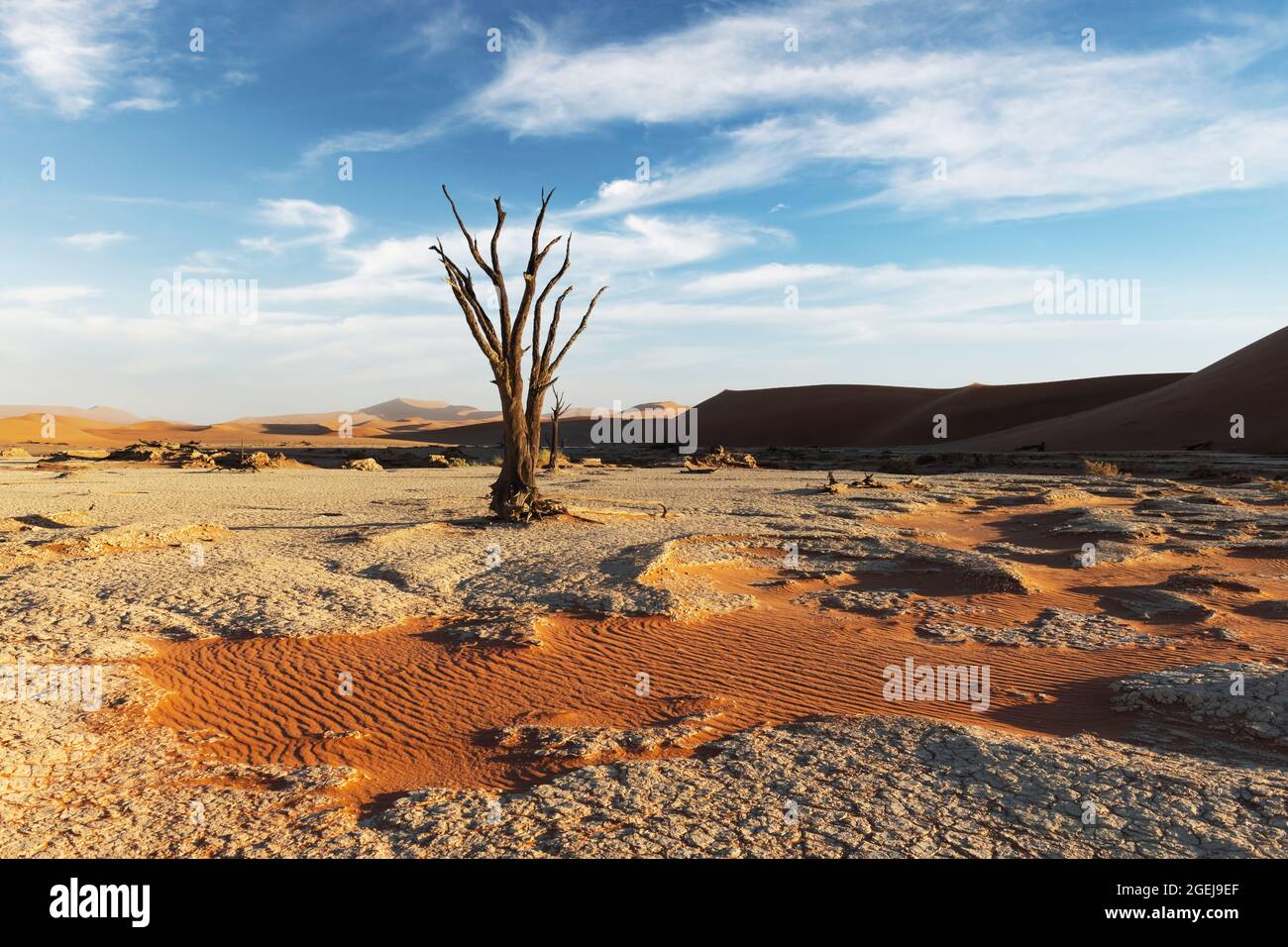 Arbres Camelthorn morts au lever du soleil, Deadvlei, parc national Namib-Naukluft, Namibie, Afrique. Arbres séchés dans le désert du Namib. Photographie de paysage Banque D'Images