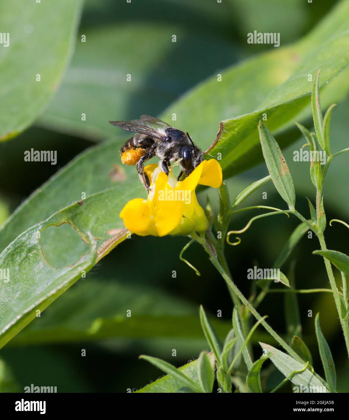 ABEILLE en fleur jaune avec panier de pollen rempli Banque D'Images