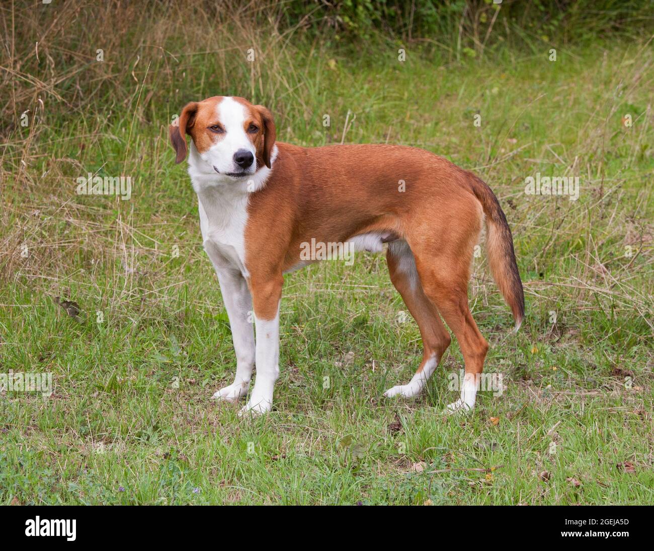 GOTLAND CHIEN DE race suédoise qui chasse principalement par le parfum.ces races sont une race de chasse pour le renard et le lièvre Banque D'Images