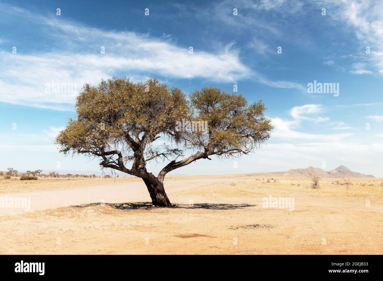 Paysage tupical de Namibie, Afrique. Acacia simple, désert et montagnes sur fond et savane jaune avec fond bleu ciel Banque D'Images