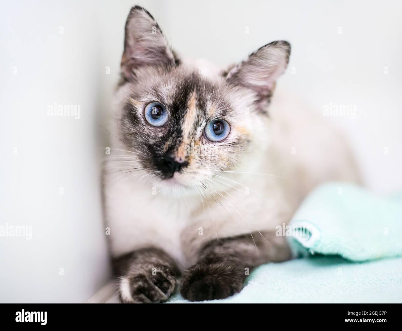 Un chat siamois à pointe de Tortoiseshell avec des yeux bleus et des pupilles dilatées Banque D'Images