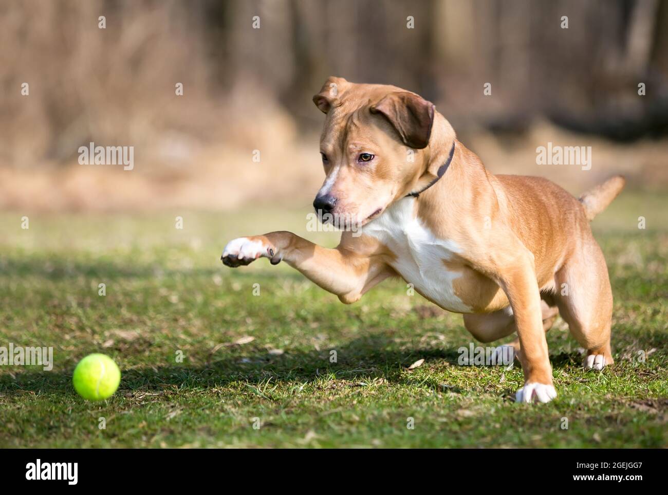 Un chien mixte de race Retriever jouant avec un ballon en plein air Banque D'Images