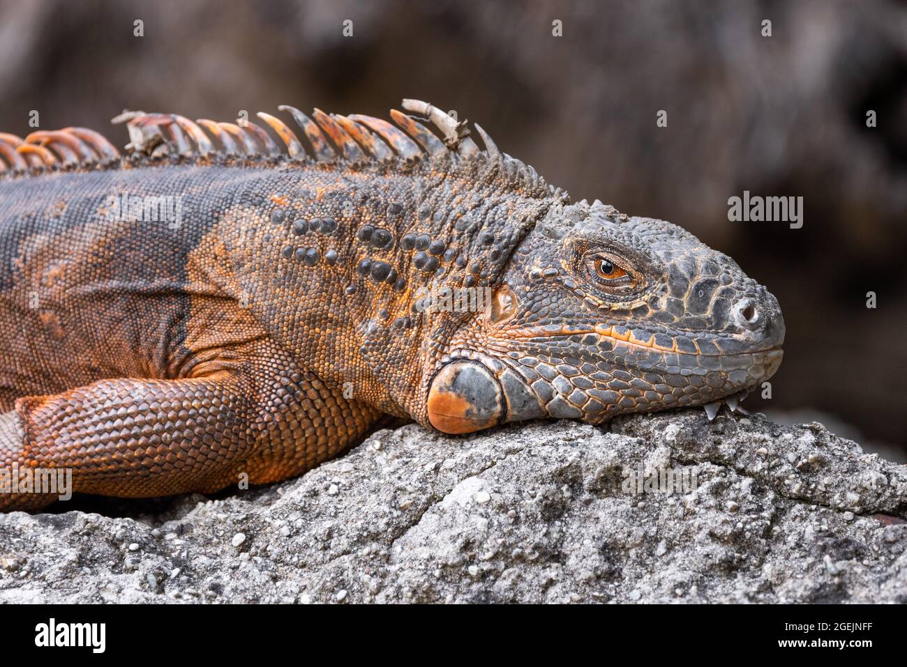 Gros plan d'un iguane vert avec une peau d'orange reposant sur un rocher Banque D'Images