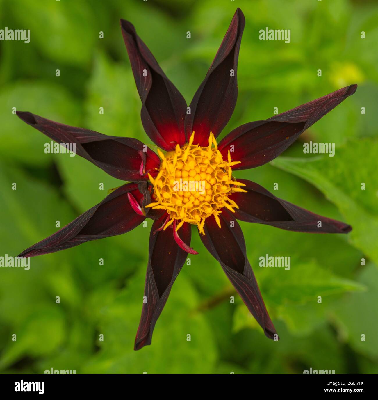 Starry et inhabituel, Dahlia 'Honka Black', Dahlia 'Verrone's Obsidian'  Photo Stock - Alamy