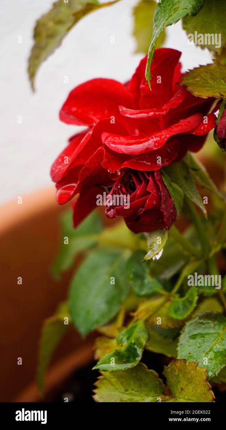 Gros plan de la rose du Bengale rouge et des feuilles avec des gouttes d'eau dans un pot de plantes Banque D'Images