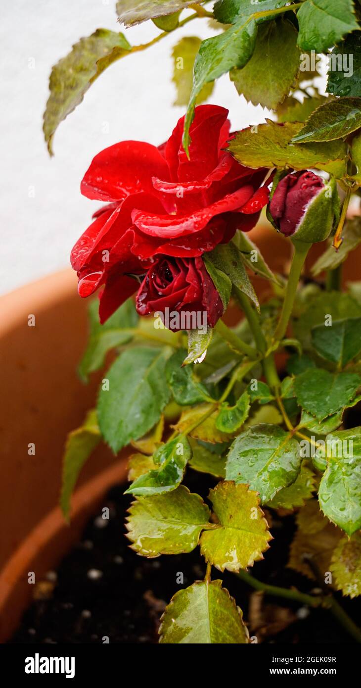 Gros plan de la rose du Bengale rouge et des feuilles avec des gouttes d'eau dans un pot de plantes Banque D'Images