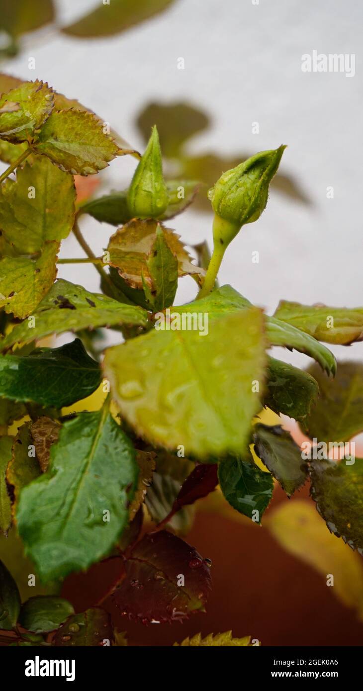 Gros plan sur le bourgeon de la rose et les feuilles de chien avec des gouttelettes d'eau Banque D'Images