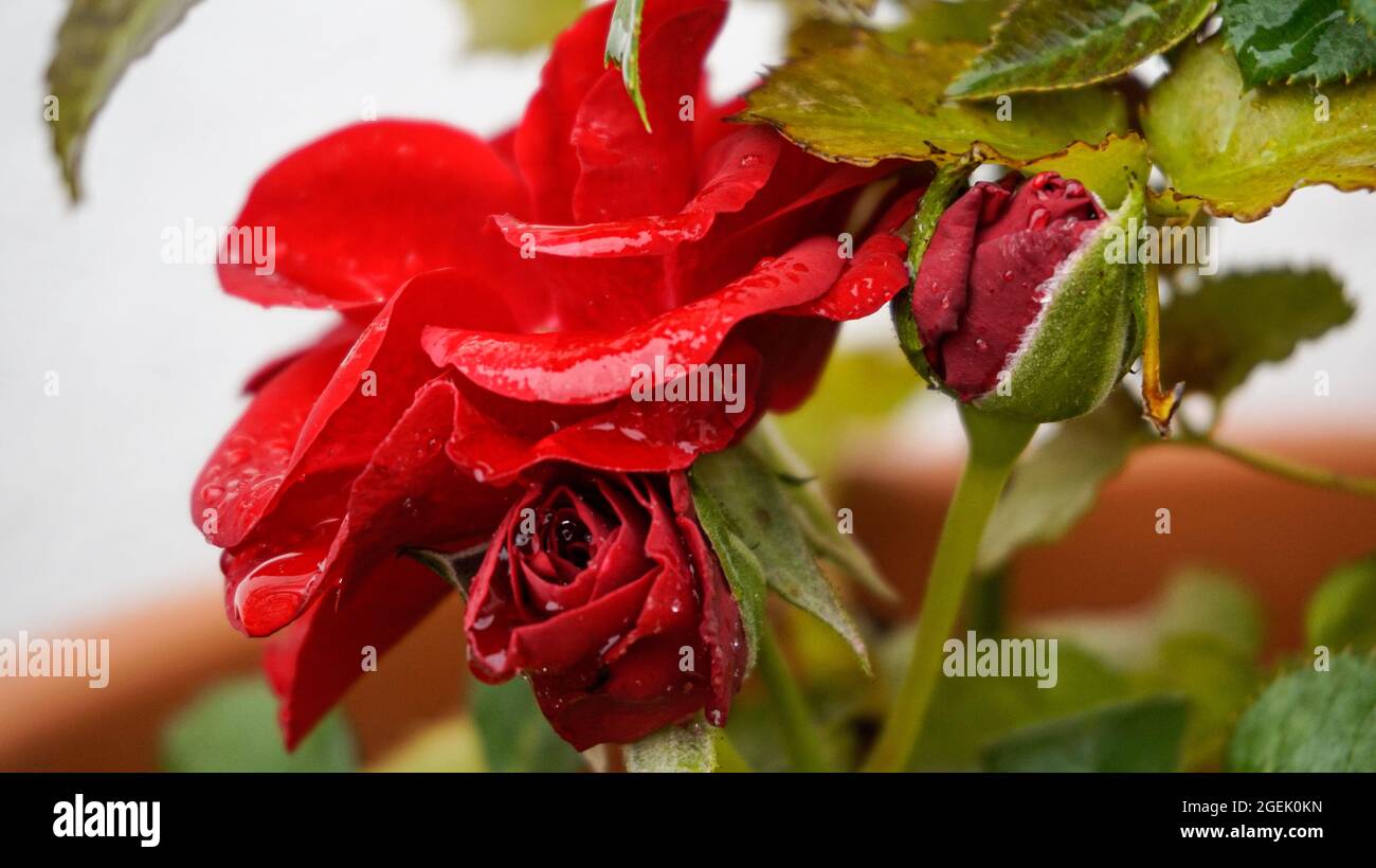 Gros plan de la rose du Bengale rouge et des feuilles avec des gouttes d'eau Banque D'Images