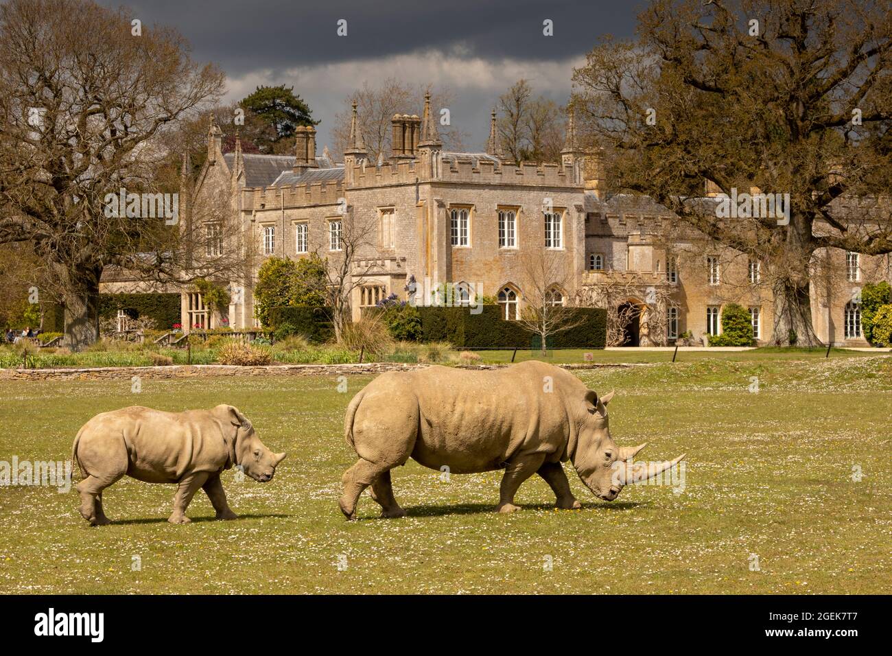 Royaume-Uni, Angleterre, Oxfordshire, Burford, Cotswold Wildlife Park, Mère et jeune Rhino par le renouveau gothique victorien Bradwell Grove Manor House Banque D'Images