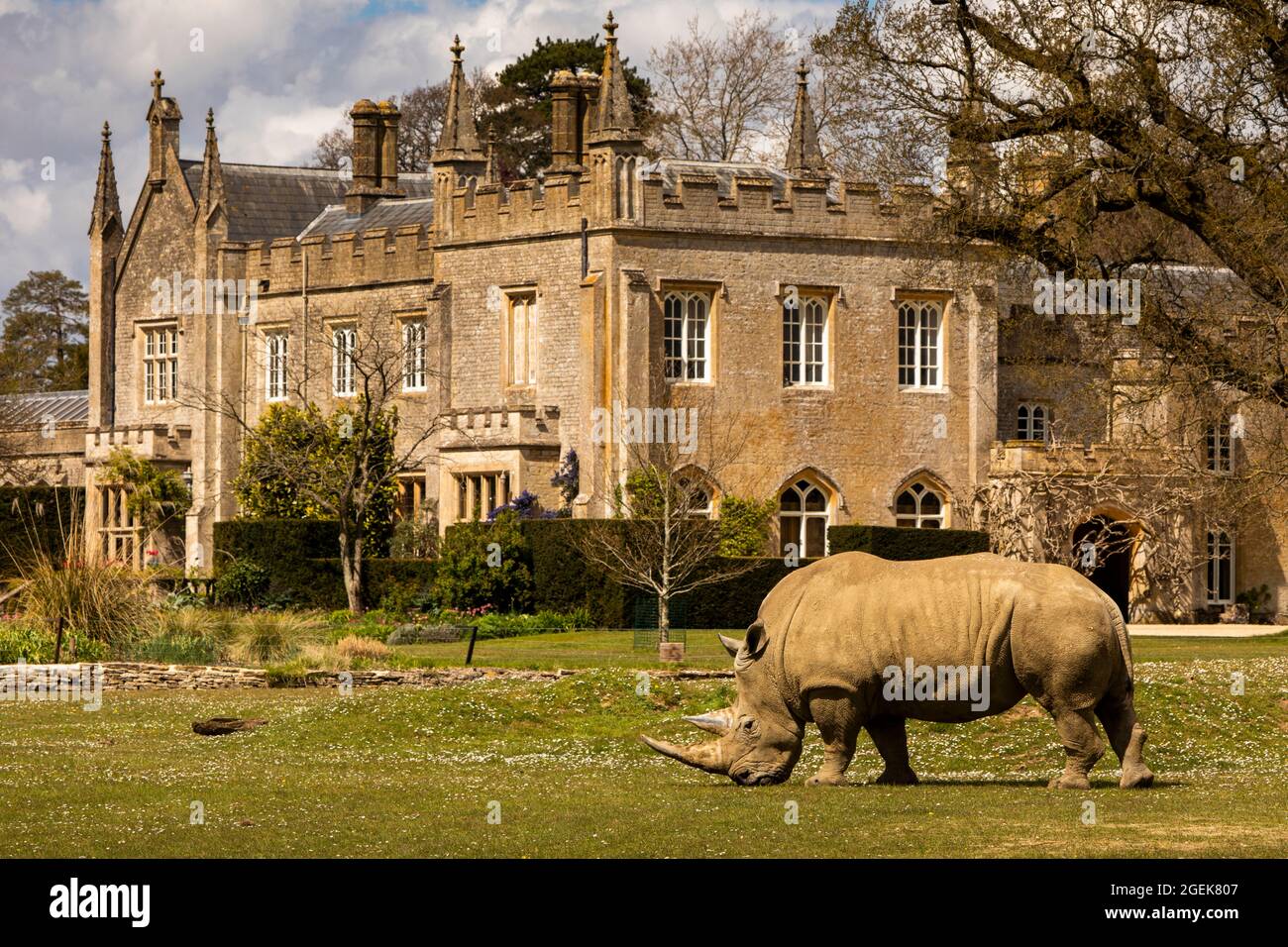 Royaume-Uni, Angleterre, Oxfordshire, Burford, Cotswold Wildlife Park, Rhino nourrissant par le renouveau gothique victorien Bradwell Grove Manor House Banque D'Images