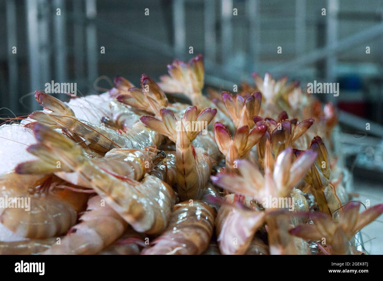 Crevettes fraîches sur glace au marché aux poissons d'Al Mina, Abu Dhabi, Émirats arabes Unis. Banque D'Images