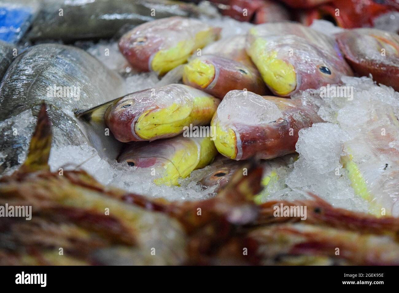 Al Mina Fish Market à Abu Dhabi, eau, poisson frais sur glace. Banque D'Images