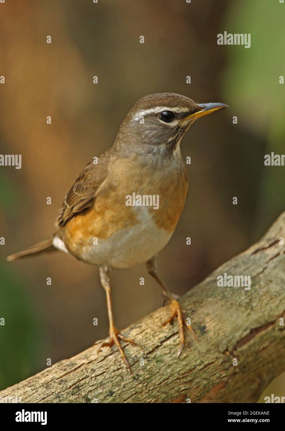 Grive à Eyebromed (Turdus obscurus) femelle perchée sur la branche Kaeng Krachen, Thaïlande Janvier Banque D'Images
