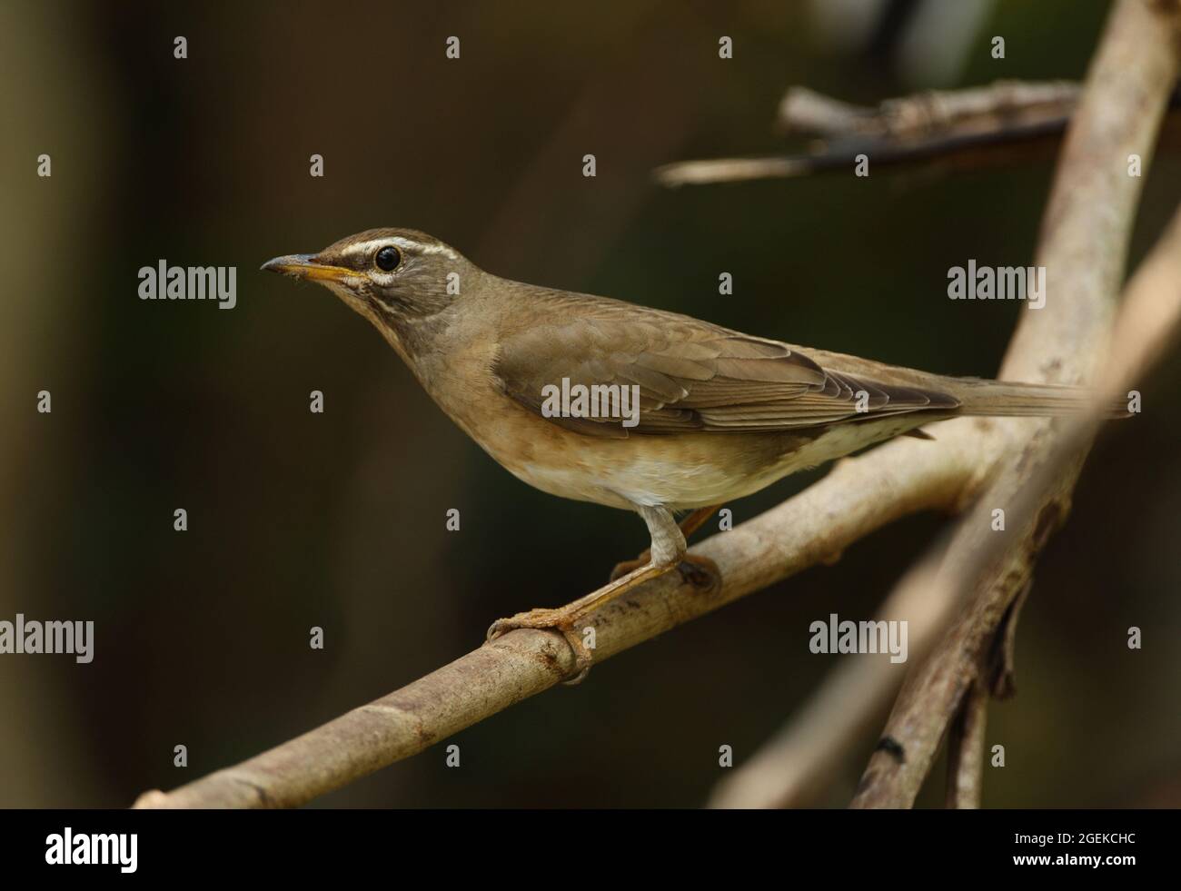 Grive à Eyebromed (Turdus obscurus) femelle perchée sur la branche Kaeng Krachen, Thaïlande Janvier Banque D'Images