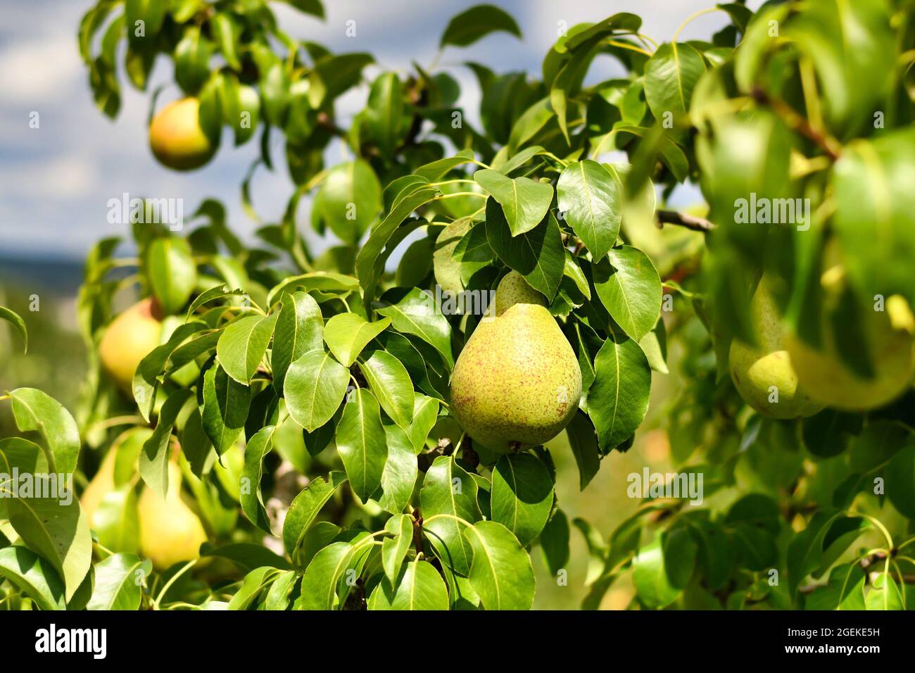 Poire jaune mûre poussant sur un arbre fruitier à la fin de l'été Banque D'Images