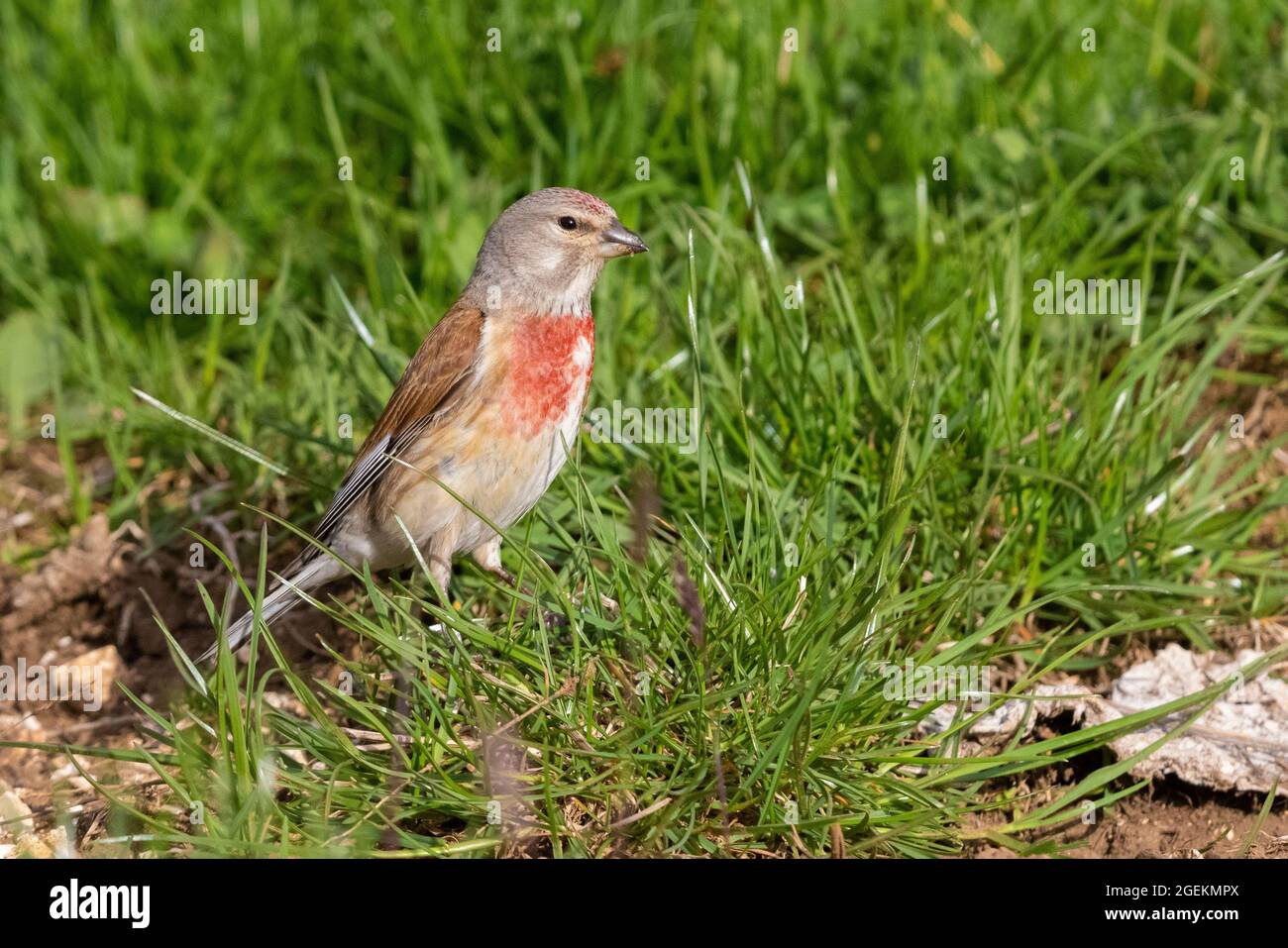 Linnet commun (Linaria cannabina), homme adulte debout dans l'herbe, Abruzzo, Italie Banque D'Images