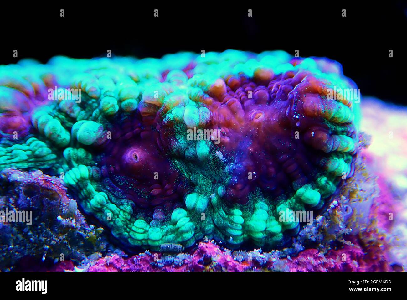Favites est un genre de coraux pierreux de la famille des Merulinidae Banque D'Images